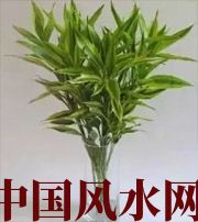 太原十二生肖养什么植物最旺财运？你知道吗！